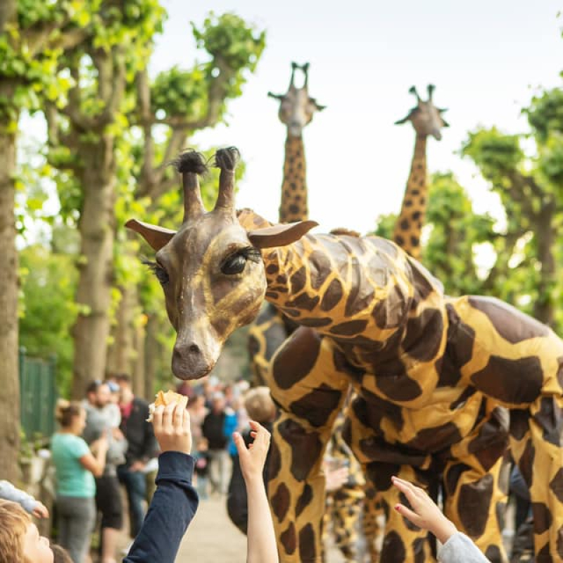 Giraffe
