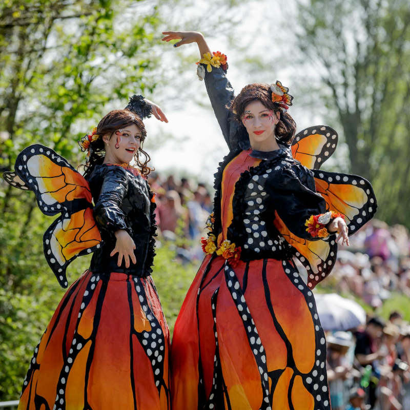 Steltenact Vlindervlucht