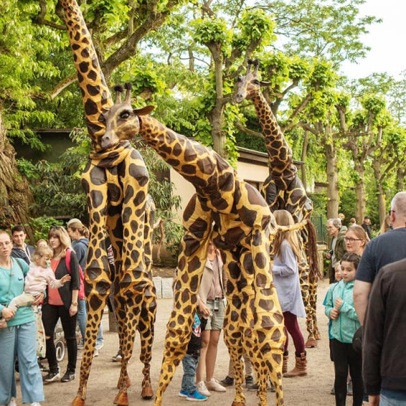 Steltenact Giraffe