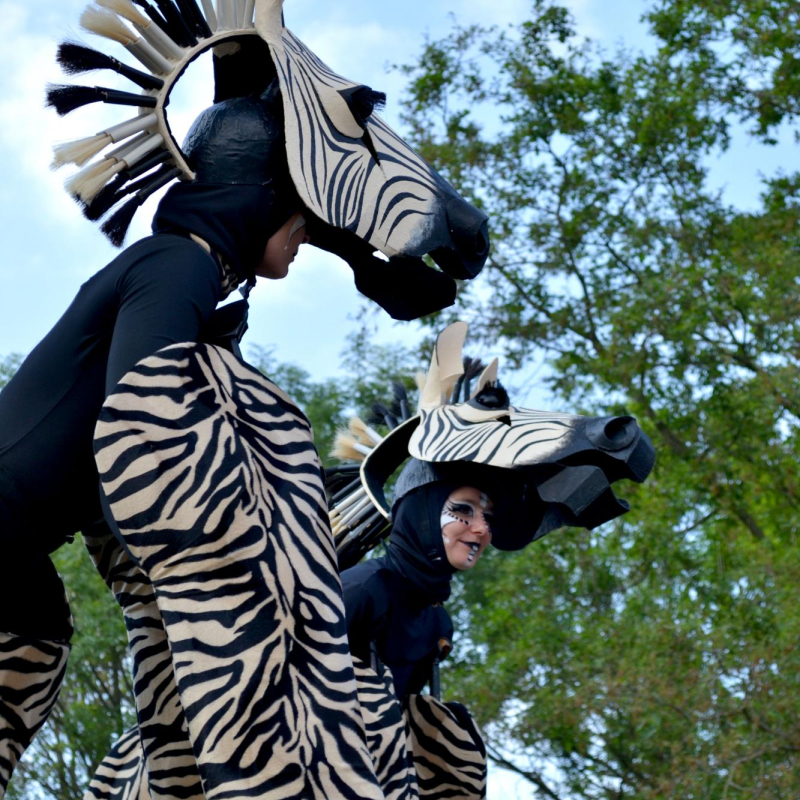 Zebra's steltenact