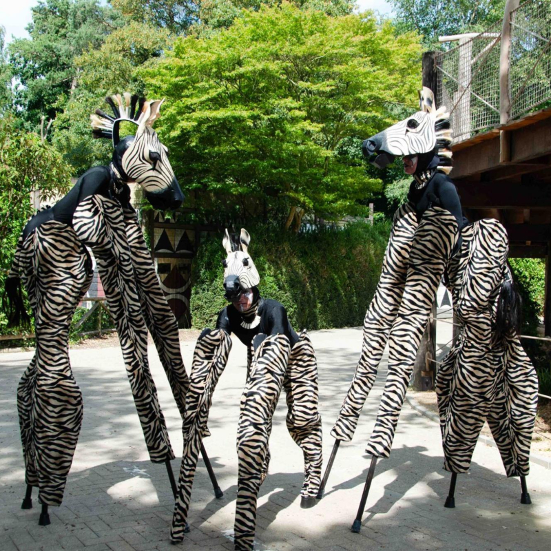 Zebra's steltenact